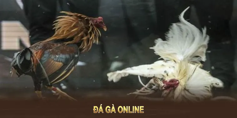 Cách Chơi Đá Gà WS168 Tại Kubet Để Thắng Lớn Năm 2025
